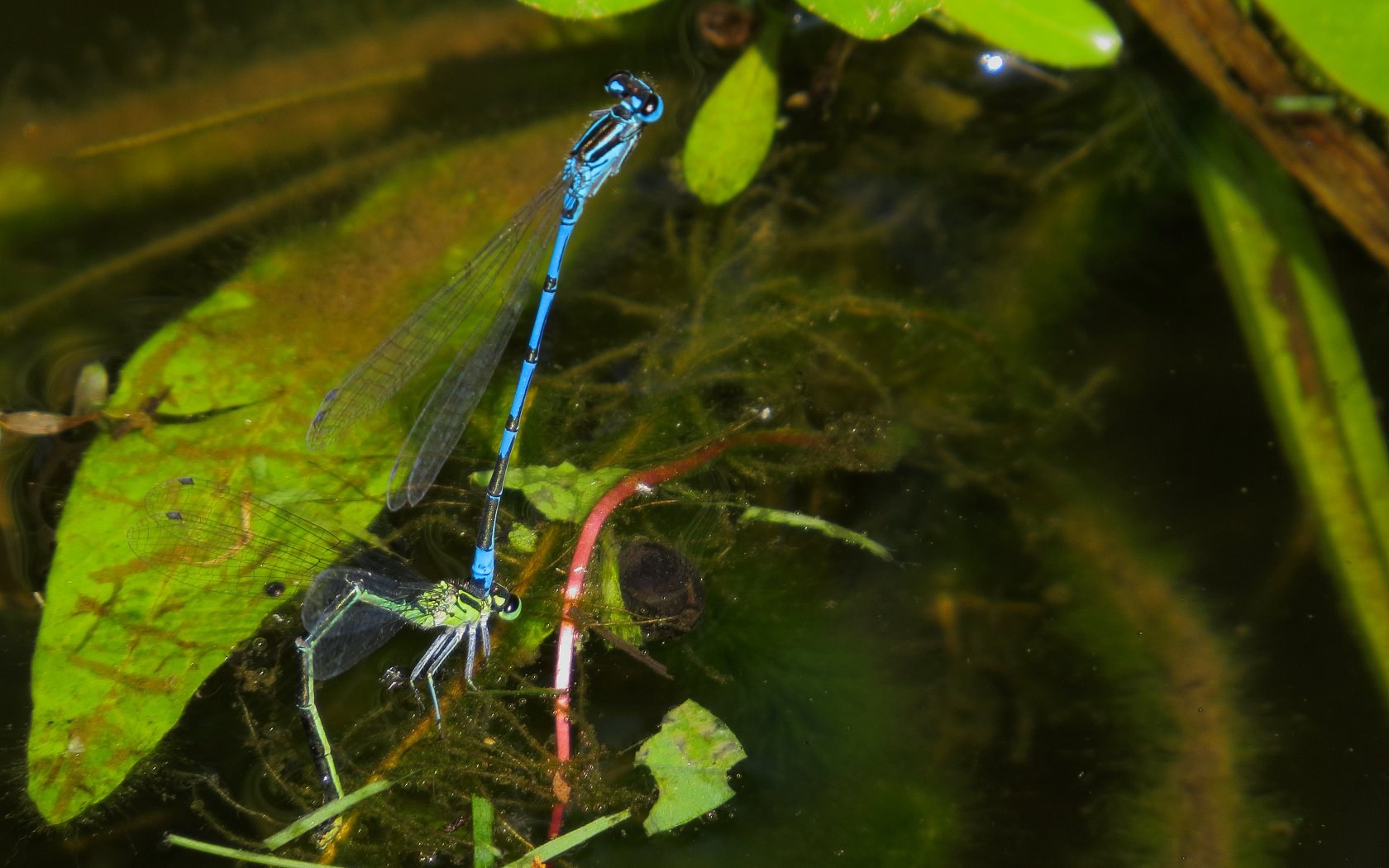 Accoppiamento tra pennipes